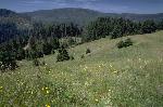 Bald Hills