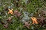 Ochre sea stars