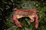 Red rock crab
