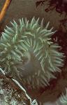 Giant green anemone