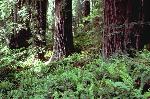Redwood trees and ferns
