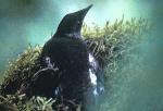 Marbled murrelet