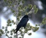Raven