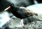 Black oystercatcher