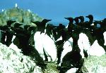 Common murre