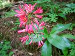 Red clintonia
