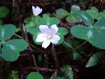 Redwood sorrel