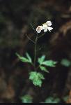 California toothwort