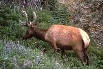 Roosevelt elk