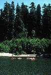 Smith River and coast redwoods