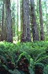 Coast redwood and sword ferns