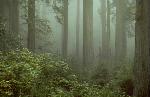 Coast redwoods in fog.