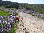 Bald Hills lupine
