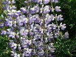 Bald Hills Lupine