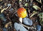Amanita muscaria