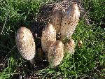Shaggy Manes