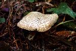 Boletus chrysenteron