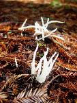 Fairy Fingers