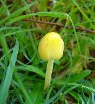Cute Conic Waxy Cap