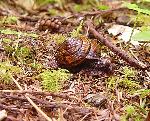 Monadenia fidelis