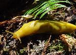 Banana slug