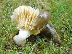 Banana Slug on a mushroom