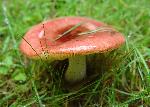 Rosy Gomphidius