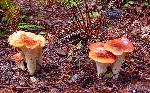 Scaly Chantarelle