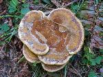 Dyer's Polypore
