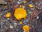 Orange Peel Fungus