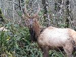 Roosevelt Elk