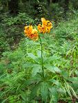 Tiger lily