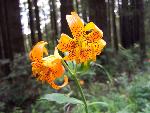 Tiger lily