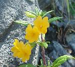 Sticky Monkeyflower