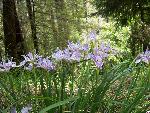 Douglas Iris