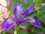Douglas Iris blossum