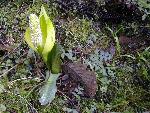 Skunk Cabbage blossum