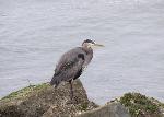 Great blue heron