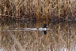 Ring-necked duck