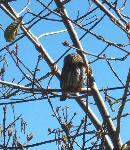 Northern pygmy-owl