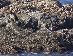 Harlequin duck