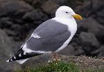 Western gull