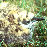 marbled murrelet chick
