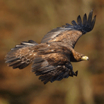 Golden Eagle flying.