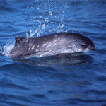 Harbor Porpoise breaches the water.