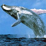 Humpback Whale jumps out of the water.