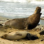 Northern Elephant Seal and pup lay on beach.