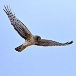 Northern Harrier flying.