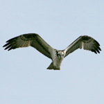 Osprey flying.