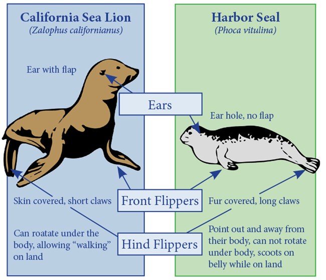 Seal vs Sea Lion